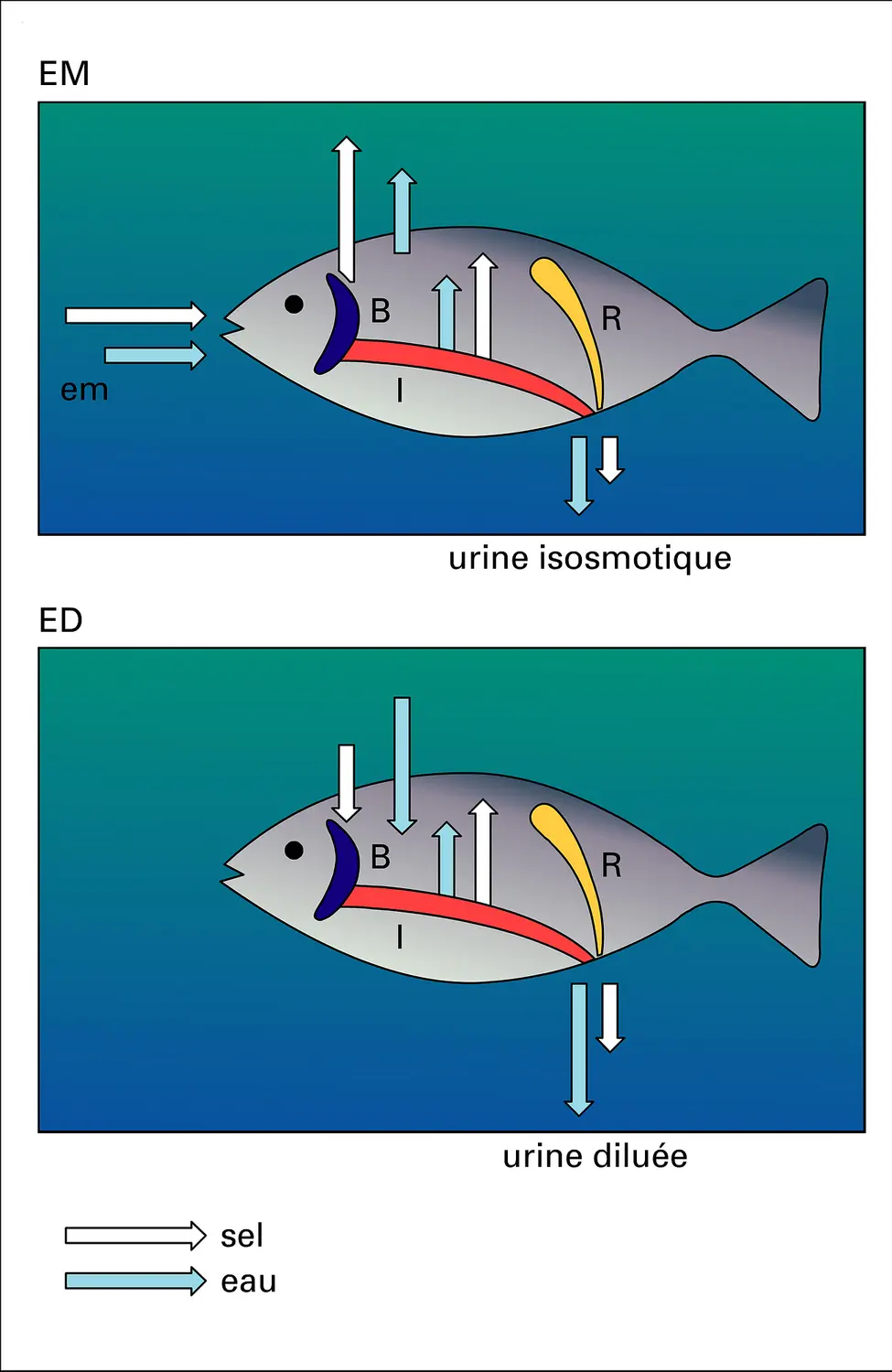 Poisson téléostéen