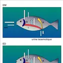 Poisson téléostéen - crédits : Encyclopædia Universalis France