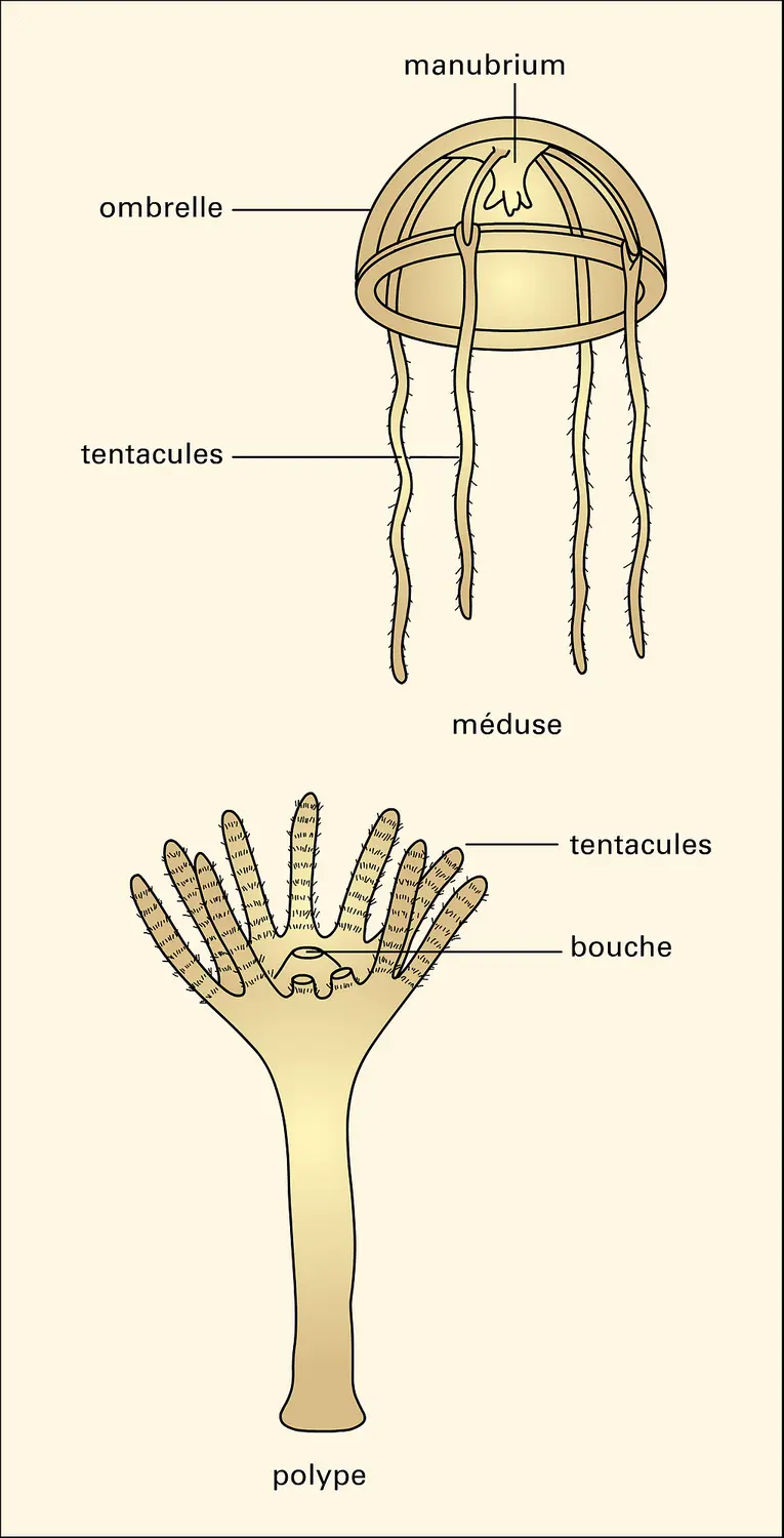 Polype et méduse