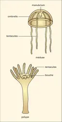 Polype et méduse - crédits : Encyclopædia Universalis France