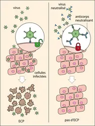 Principe de la séroneutralisation - crédits : Encyclopædia Universalis France