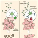 Principe de la séroneutralisation - crédits : Encyclopædia Universalis France