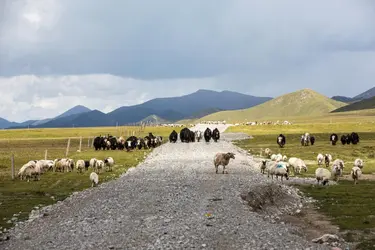 Élevage dans le Qinghai, Chine - crédits : ViewStock/ Getty Images