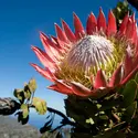 <it>Protea cynaroides</it> - crédits : Gideon Mendel/ Corbis/ Getty Images