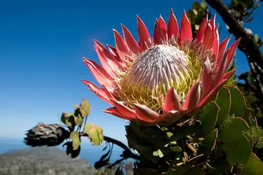 <it>Protea cynaroides</it> - crédits : Gideon Mendel/ Corbis/ Getty Images