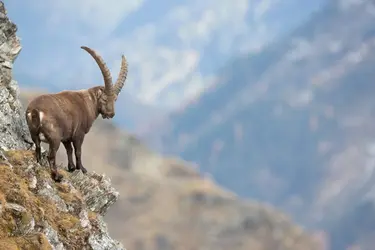 Bouquetin des Alpes - crédits : Christof Steirer/ Getty Images