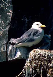 Mouette tridactyle - crédits : G. Roli/ De Agostini/ Getty Images