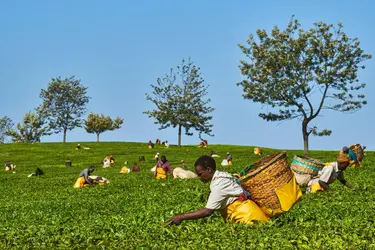 Plantation de thé au Kenya - crédits : Tuul & Bruno Morandi/ The Image Bank Unreleased/ getty Images