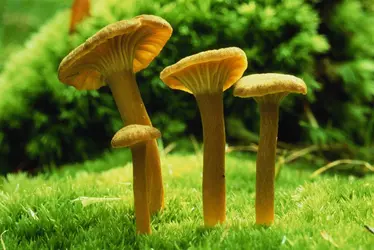 Espèce de chanterelle - crédits : Steven Taylor/ The Image Bank/ Getty Images