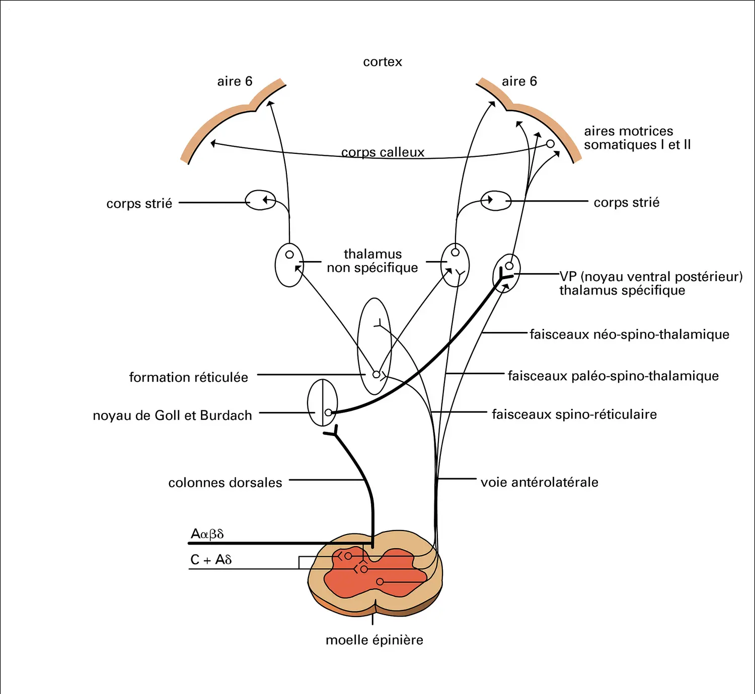 Afférences nociceptives