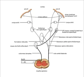 Afférences nociceptives - crédits : Encyclopædia Universalis France