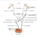 Afférences nociceptives - crédits : Encyclopædia Universalis France