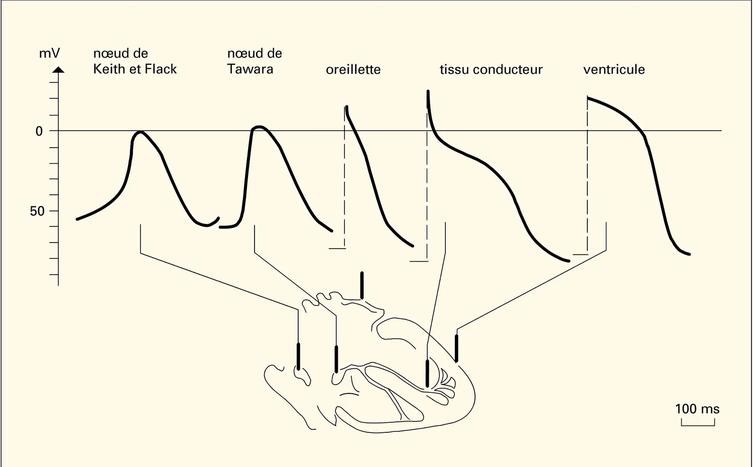 Potentiels d'action intracellulaire de tissus cardiaques chez le chien