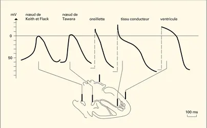 Potentiels d'action intracellulaire de tissus cardiaques chez le chien - crédits : Encyclopædia Universalis France