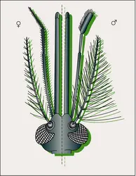 Tête de moustique anophèle - crédits : Encyclopædia Universalis France