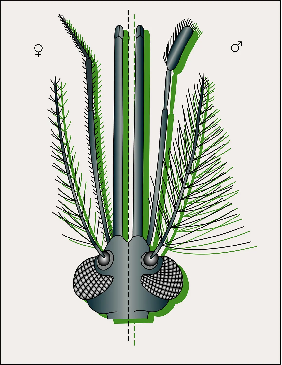 Tête de moustique anophèle