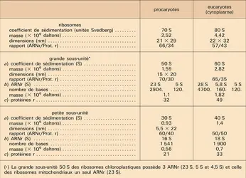 structure cellulaire procaryote