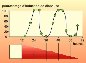 Rythme biologique : démonstration par la méthode de résonance - crédits : Encyclopædia Universalis France