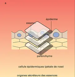 Rose, pélargonium, lavande, orange : appareils sécréteurs - crédits : Encyclopædia Universalis France