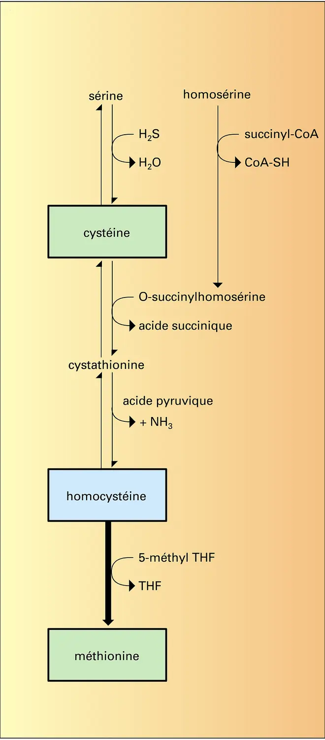 Métabolisme des acides aminés chez les micro-organismes