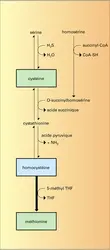 Métabolisme des acides aminés chez les micro-organismes - crédits : Encyclopædia Universalis France
