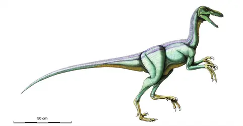 Troodon - crédits : Encyclopædia Universalis France