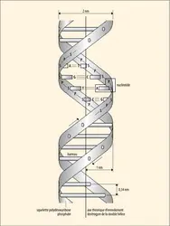 Structure en double hélice de l'ADN - crédits : Encyclopædia Universalis France