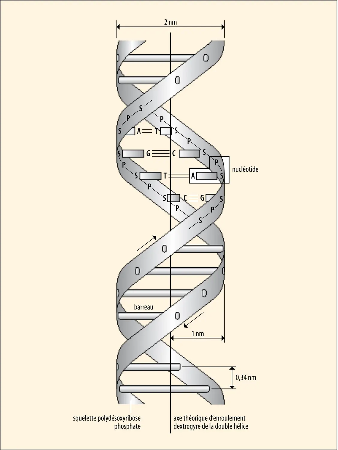 Structure en double hélice de l'ADN