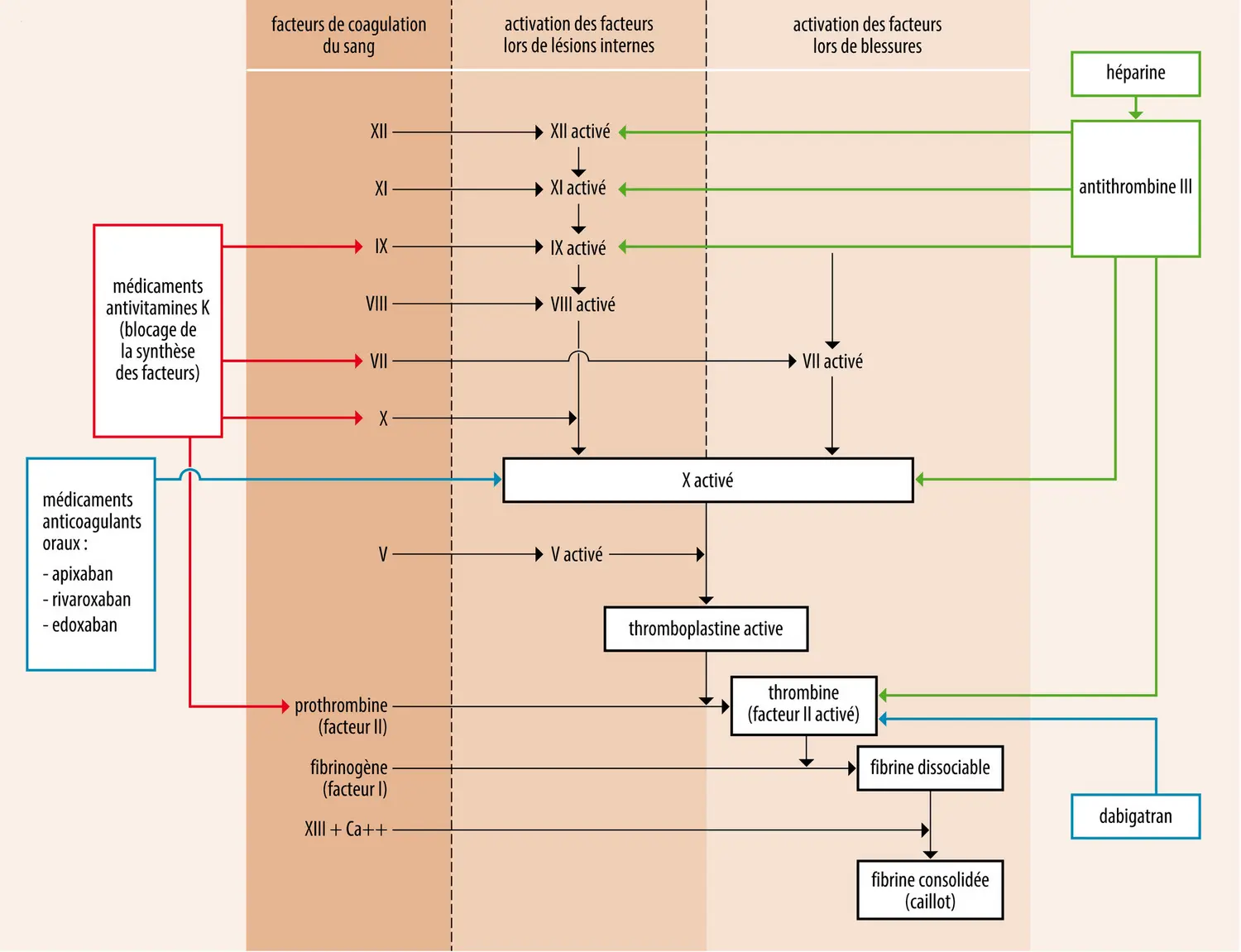 Sites d’action des médicaments anticoagulants