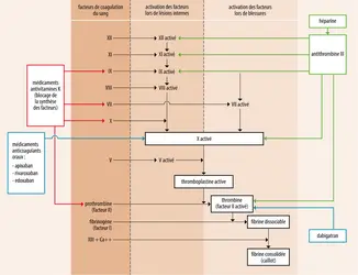 Sites d’action des médicaments anticoagulants - crédits : Encyclopædia Universalis France