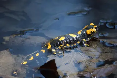 Salamandre tachetée - crédits : Arledas/ Pixabay