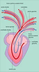 Circulation intracardiaque - crédits : Encyclopædia Universalis France