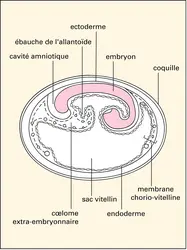 Platypus : embryon - crédits : Encyclopædia Universalis France