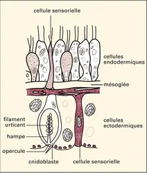 Cnidoblaste (coupe) - crédits : Encyclopædia Universalis France