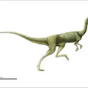 Coelophysis - crédits : Encyclopædia Universalis France