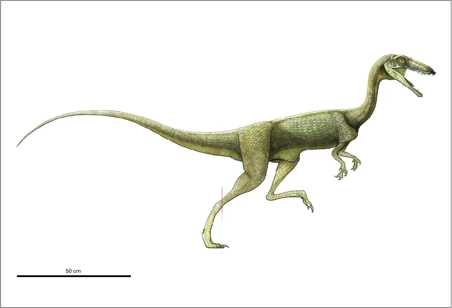 Coelophysis