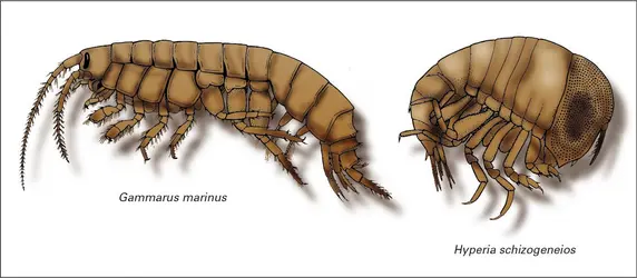 Malacostracés : amphipodes - crédits : Encyclopædia Universalis France