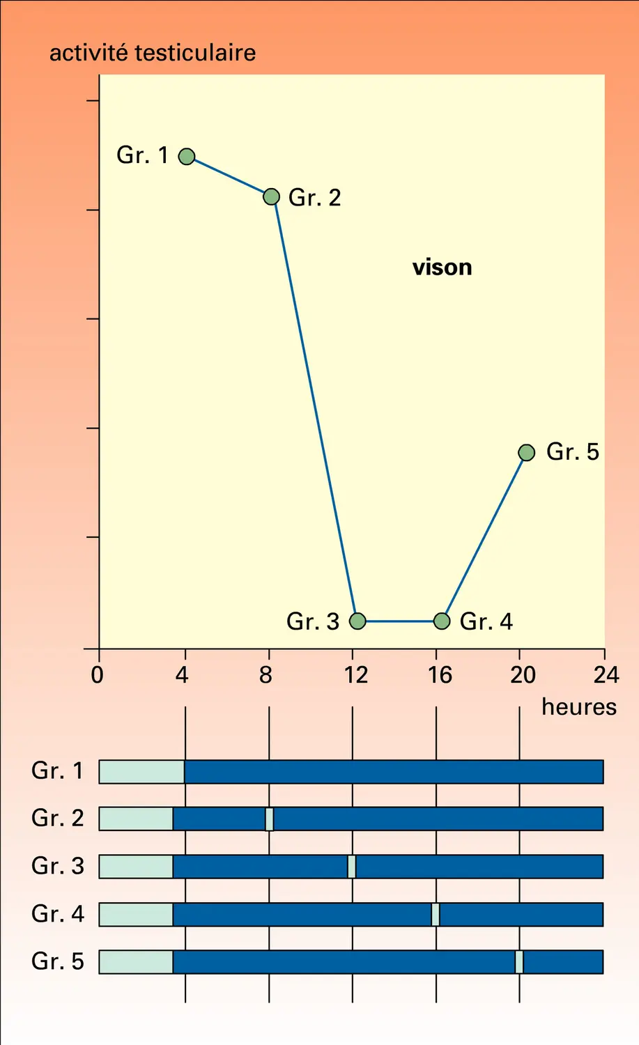 Photopériode et rythmes annuels de reproduction - vue 2