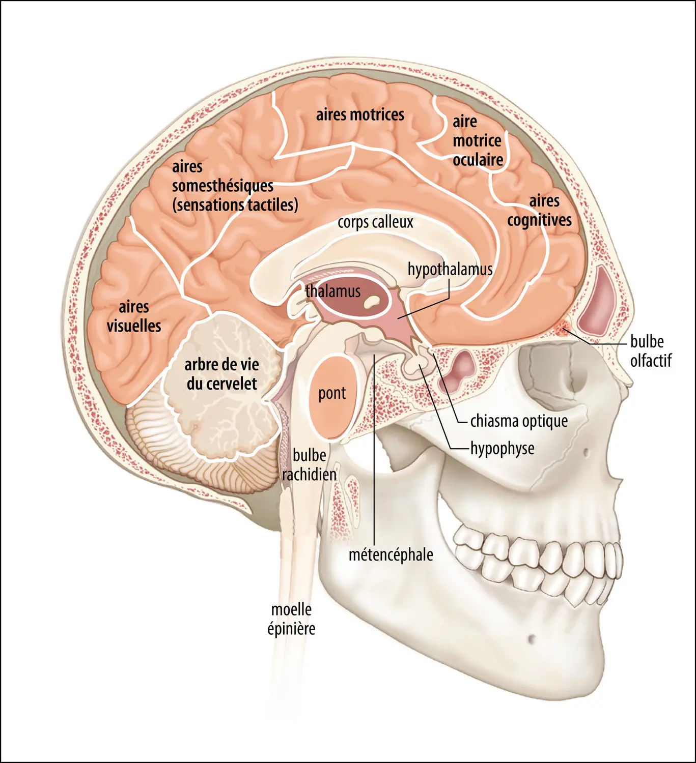 Anatomie cérébrale humaine
