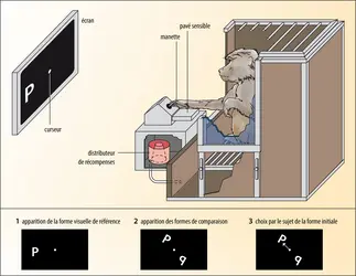 Psychologie animale : babouin et ordinateur - crédits : Encyclopædia Universalis France