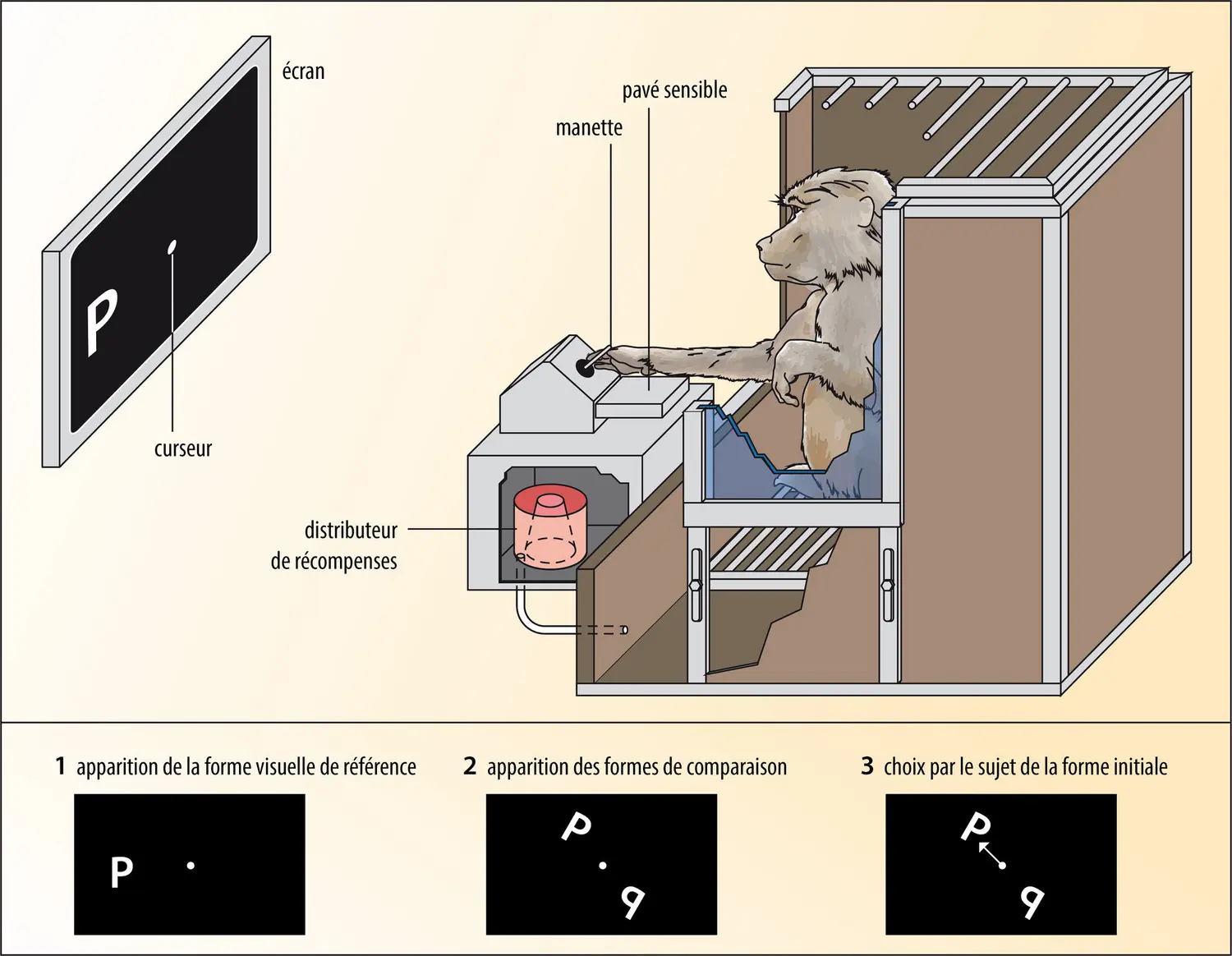 Psychologie animale : babouin et ordinateur