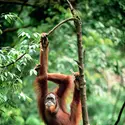 Orang-outan - crédits : Anup Shah/ Stone/ Getty Images