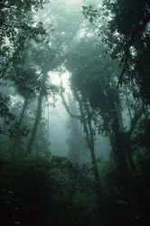 Forêt tropicale - crédits : Gregory MD./ 
Science Source / Getty Images Plus