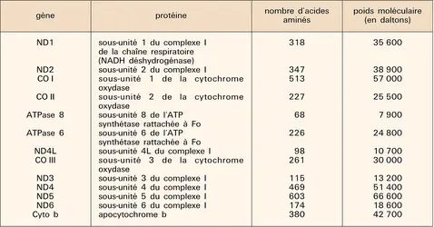 Génome mitochondrial humain : correspondances gène-protéine - crédits : Encyclopædia Universalis France