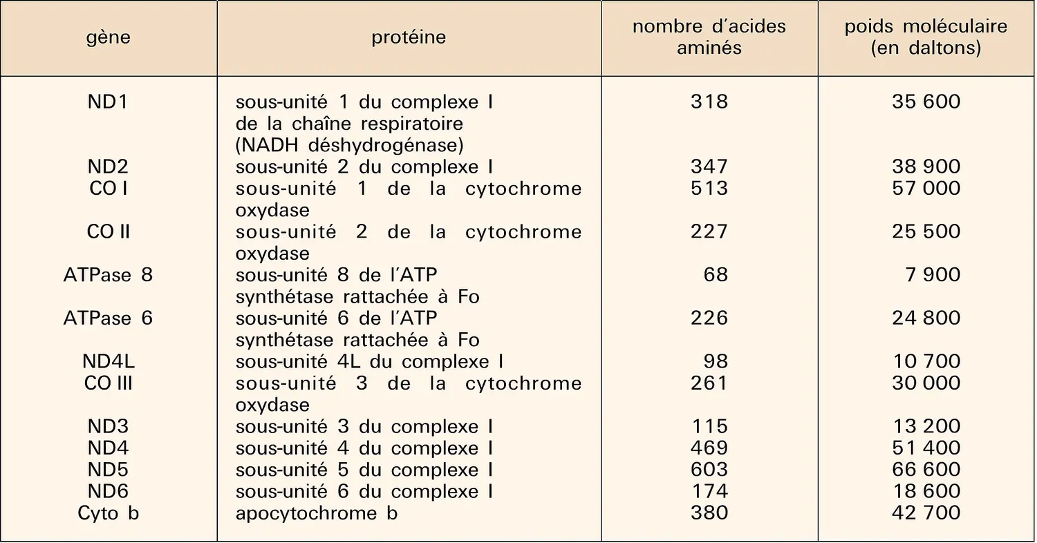 Génome mitochondrial humain : correspondances gène-protéine