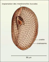 Frontonia - crédits : Encyclopædia Universalis France