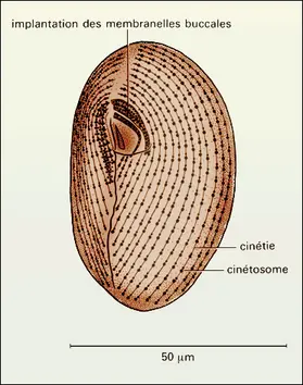 Frontonia