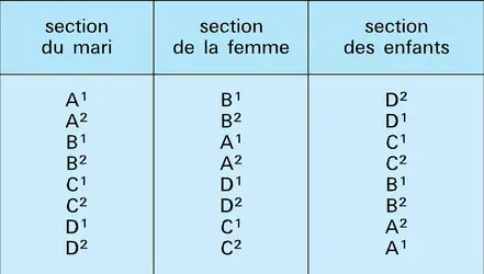 Organisation en section chez les Arandas - crédits : Encyclopædia Universalis France