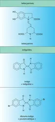 Bétacyanines et indigoïdes - crédits : Encyclopædia Universalis France