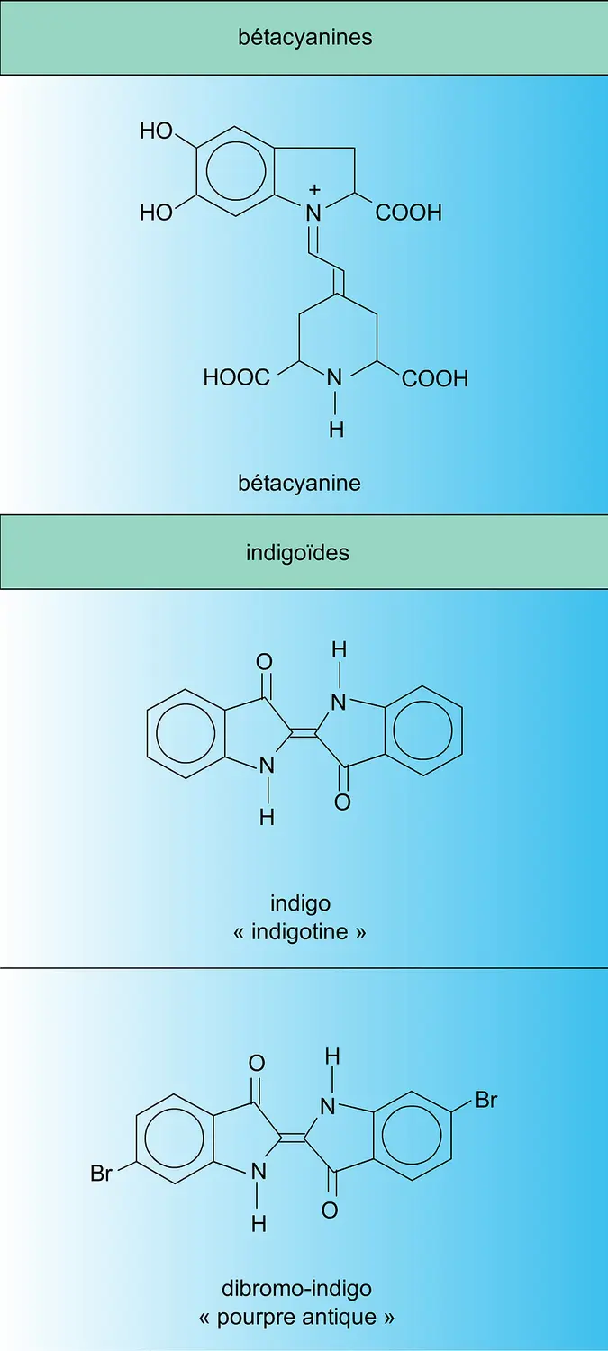 Bétacyanines et indigoïdes